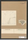 Actinocyclus subocellatus (Grun.) Rattr. (de-Toni-Nr.: Genus 195, Species 4751) Zeichnungen Sammlung Grunow Nr. 8390 (NHMW-BOT-W0377822)